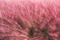 Field of Pink Muhly grass