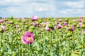 Field of pink opium poppy, also called breadseed poppies Royalty Free Stock Photo
