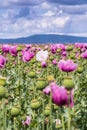 Field of pink opium poppy, also called breadseed poppies Royalty Free Stock Photo