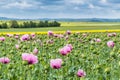 Field of pink opium poppy, also called breadseed poppies Royalty Free Stock Photo