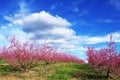 field of pink peaches tree, Portugal Royalty Free Stock Photo