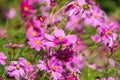 A field of pink and purple wild flowers on a sunny warm day