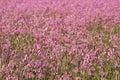 Field of pink ragged lychnis