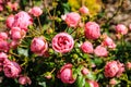 Field of pink roses (Rosaceae)