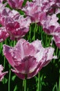 Field of pink to violet coloured tulips with fringed petals