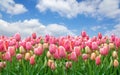 A field of pink tulips against a clear cloudy sky.