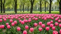 Field of pink tulips in bloom Lush green grass and trees in the background Serene picturesque spring landscape