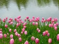 A field of pink tulips blooming near a lake