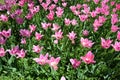 Field of pink tulips blossoms