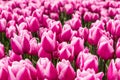 A field of pink tulips in Holland