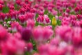 Field of Pink tulips with one yellow tulip Royalty Free Stock Photo