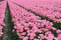 Pink flowerfields rows along the touristic tulip route in Noordoostpolder, Holland Royalty Free Stock Photo