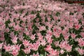 Field of pink and red tulips