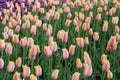 Field of pink and red tulips