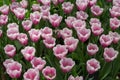 Field of pink and red tulips