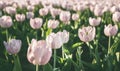 Field of pink tulips in sunlight, background, blurry