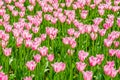 Field Of Pink Tulips Royalty Free Stock Photo