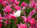 A field of pink tulips and a white tulip blooming Royalty Free Stock Photo