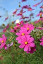 Pink and violet flowers with yellow centres Royalty Free Stock Photo