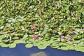 A field of pink water lilies in bloom in a forest pond. Lotus aquatic plant, beautiful flowers, natural background.