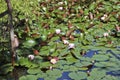 A field of pink water lilies in bloom in a forest pond. Lotus aquatic plant, beautiful flowers, natural background.