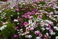 Field of pink and white and purple daisy flowers Royalty Free Stock Photo