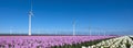 field with pink and white tulips near wind turbines in holland under blue sky