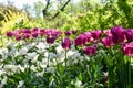 Garden of pink and white tulips Royalty Free Stock Photo