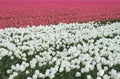 Pink and white tulipfields in spring along the touristic bulb route, Noordoostpolder, Flevoland, Netherlands Royalty Free Stock Photo