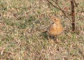 Field pipit under a tree