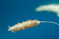 Field plant against the sky. Wild Grass Clear sky.