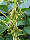 Green soy pods are in maturation stage Royalty Free Stock Photo