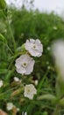 Field plant - a member of the Caryophyllaceae family