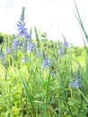 Field Plant Veronica broadleaf