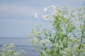 field plant with white small flowers against a background of blue sky Royalty Free Stock Photo