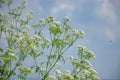field plant with white small flowers against a background of blue sky Royalty Free Stock Photo