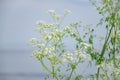 field plant with white small flowers against a background of blue sky Royalty Free Stock Photo