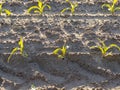 Field planted with corn with small green plants Royalty Free Stock Photo