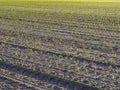 Field planted with corn with small green plants Royalty Free Stock Photo