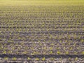 Field planted with corn with small green plants Royalty Free Stock Photo