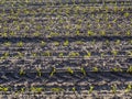 Field planted with corn with small green plants Royalty Free Stock Photo