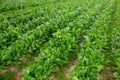 Field planted with green chard Royalty Free Stock Photo