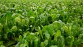 Field planted with green chard Royalty Free Stock Photo