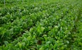 Field planted with green chard Royalty Free Stock Photo