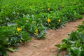 Field planted with ripening green courgettes