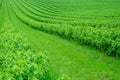 Field is planted with rows of bushes of black currant. Agriculture. Growing berries