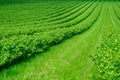 Field is planted with rows of bushes of black currant. Agriculture. Growing berries