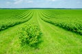 Field is planted with rows of bushes of black currant. Agriculture. Growing berries