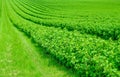 Field is planted with rows of bushes of black currant. Agriculture. Growing berries