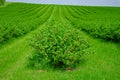 Field is planted with rows of bushes of black currant. Agriculture. Growing berries